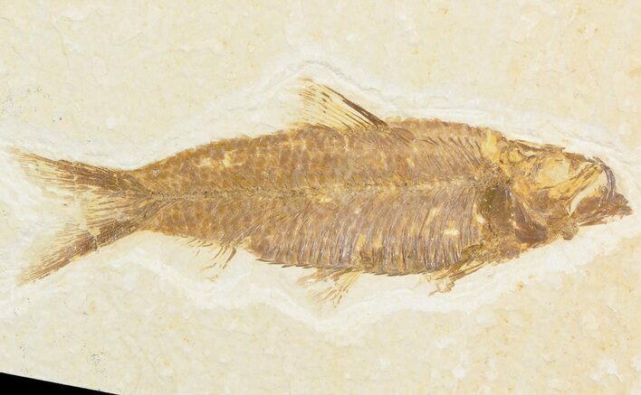 Bargain Knightia Fossil Fish - Wyoming #48179